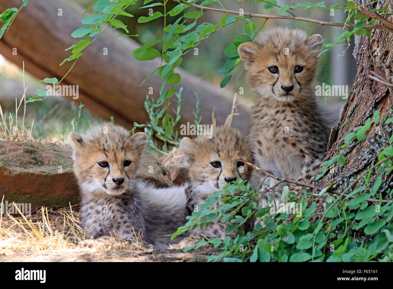 Au nord-est du Soudan, de l'Afrique de l'Cheetah Guépard (Acinonyx jubatus soemmeringii). Trois jeunes. Zoo de Landau, Allemagne Banque D'Images