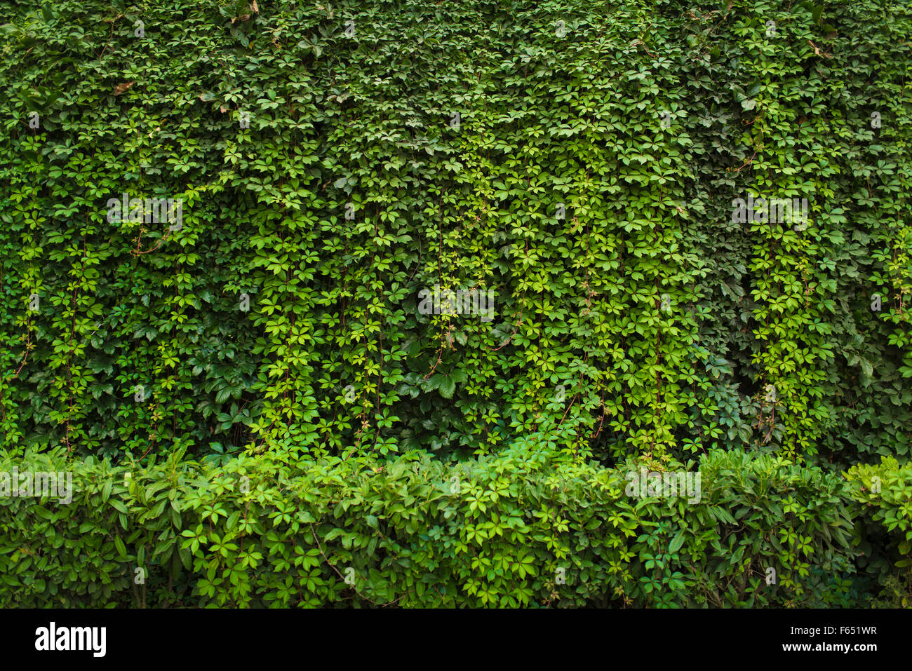 Vert feuille wall background Banque D'Images