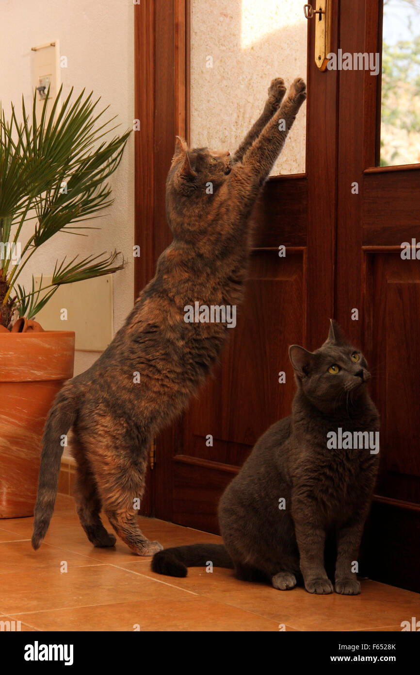 Chat domestique . Deux chats à côté d'une porte, d'essayer d'en sortir. Espagne Banque D'Images
