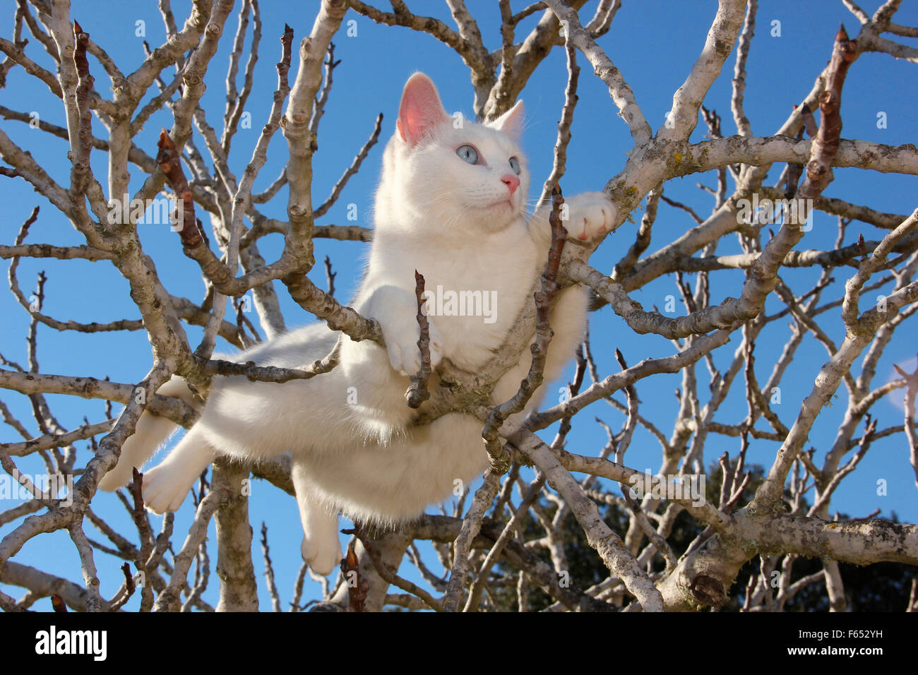 Chat domestique. White hot dans les branches d'un arbre. Espagne Banque D'Images