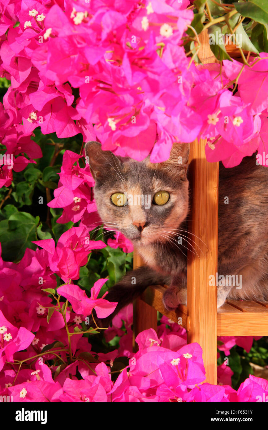 Chat domestique sur une chaise de jardin, entouré de fleurs de bougainvilliers. Mallorca, Espagne Banque D'Images