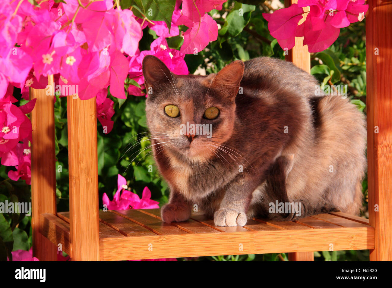 Chat domestique sur une chaise de jardin, entouré de fleurs de bougainvilliers. Mallorca, Espagne Banque D'Images