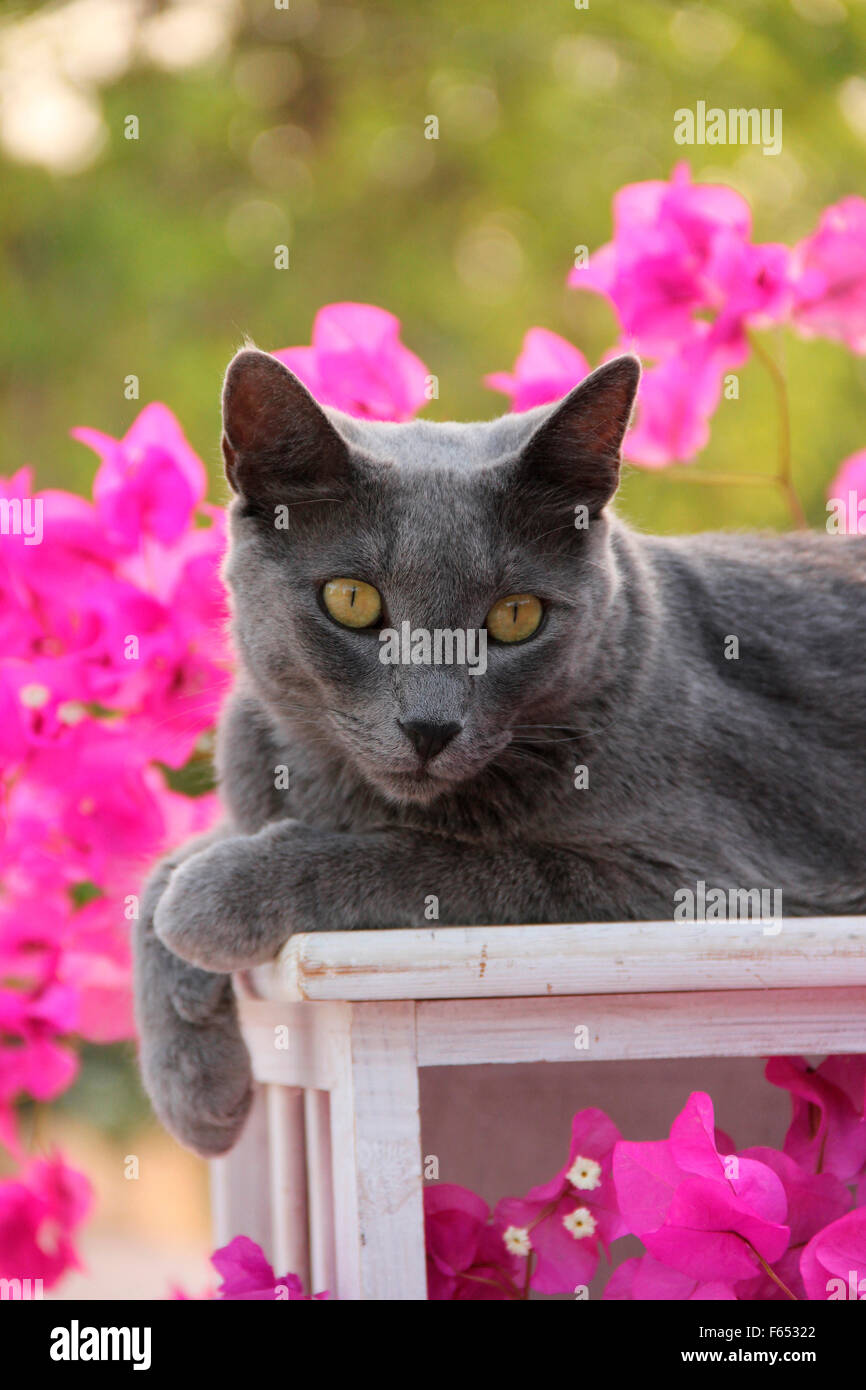Blue chat domestique sur une chaise de jardin, entouré de fleurs de bougainvilliers. Mallorca, Espagne Banque D'Images