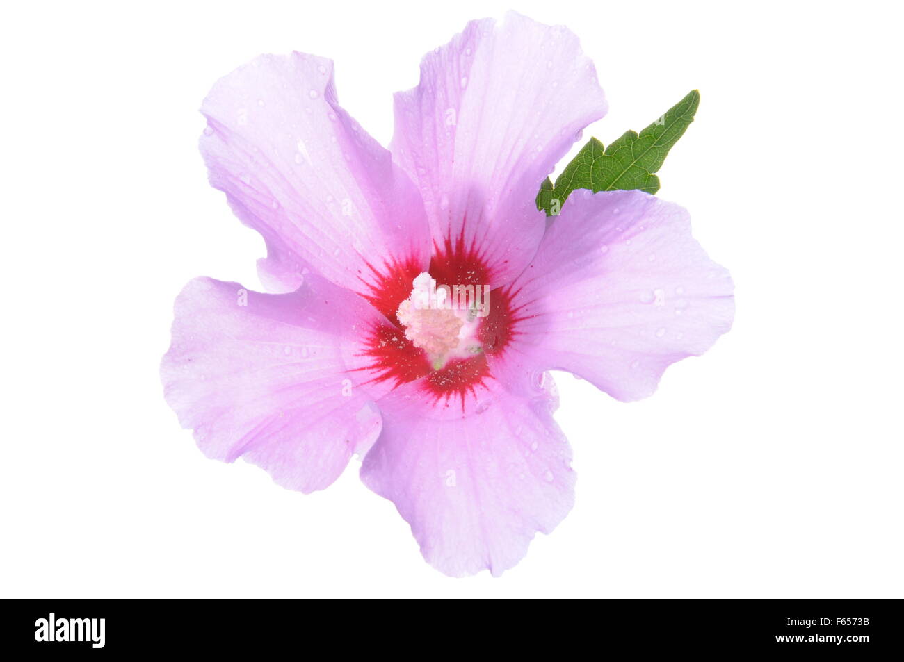 Fleurs d'hibiscus violet avec des feuilles vertes isolé sur fond blanc Banque D'Images Fleurs d'hibiscus violet avec des feuilles vertes isolé sur fond blanc Banque D'Images