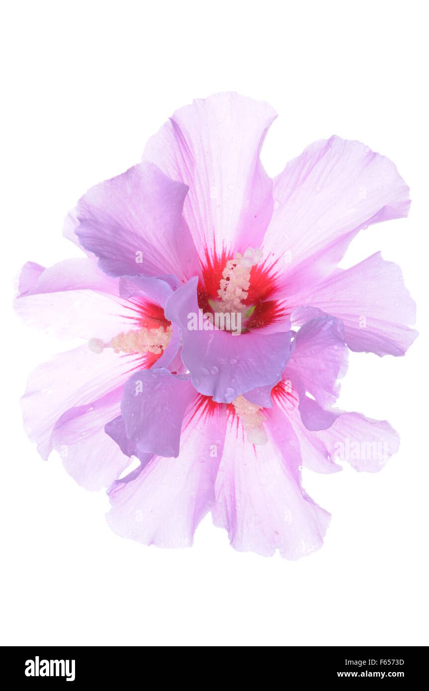 Fleur d'Hibiscus chefs isolé sur fond blanc Banque D'Images Fleur d'Hibiscus chefs isolé sur fond blanc Banque D'Images