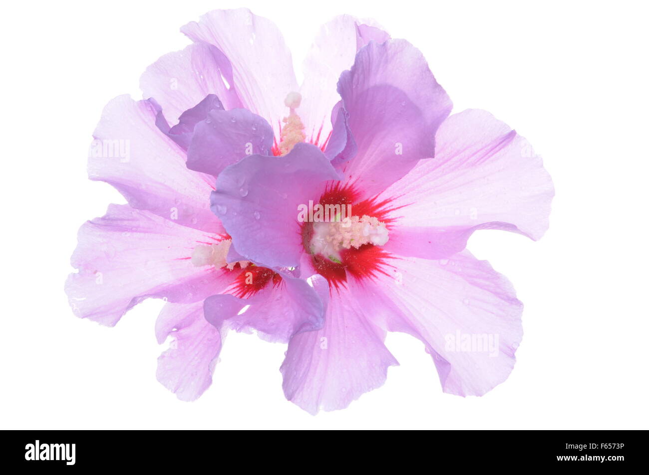 Fleur d'Hibiscus chefs isolé sur fond blanc Banque D'Images Fleur d'Hibiscus chefs isolé sur fond blanc Banque D'Images