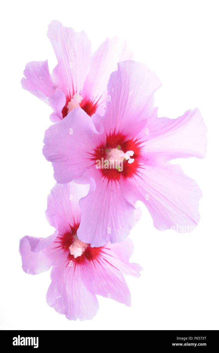 Fleur d'Hibiscus chefs isolé sur fond blanc Banque D'Images Fleur d'Hibiscus chefs isolé sur fond blanc Banque D'Images