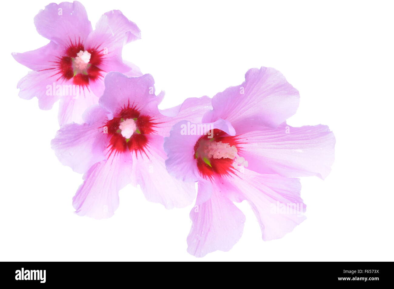 Fleur d'Hibiscus chefs isolé sur fond blanc Banque D'Images Fleur d'Hibiscus chefs isolé sur fond blanc Banque D'Images