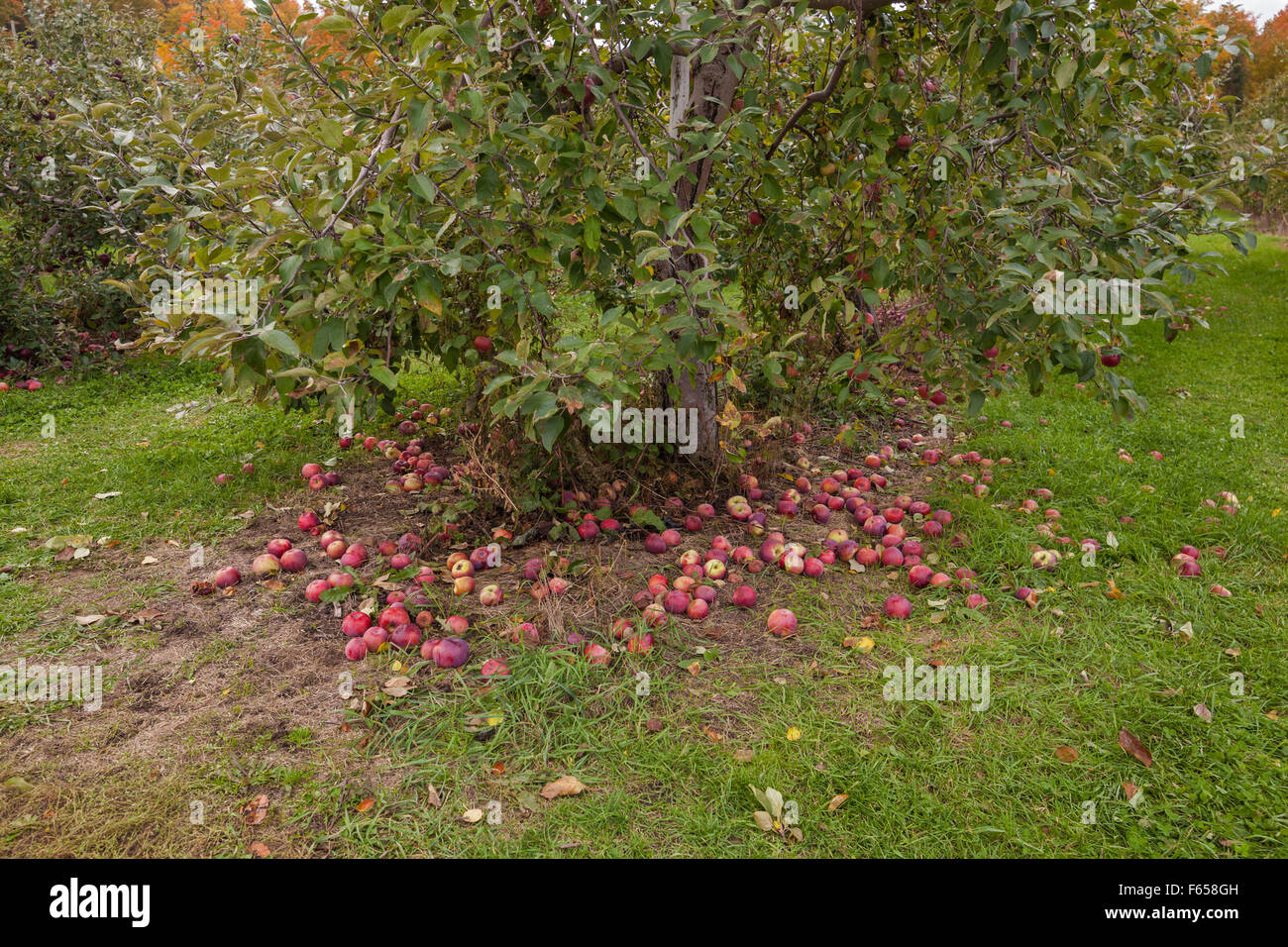 Les pommes tombées dans un verger à St Gregoire, Province de Québec, Canada Banque D'Images