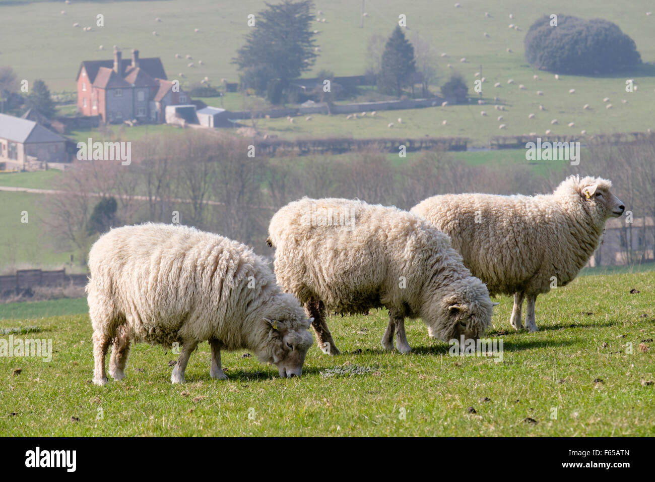 Trois éleveuses de moutons Dorset sonder à la ferme sur la Descente de Haye dans le parc national de South Downs. West Dean, Chichester, West Sussex, Angleterre, Royaume-Uni, Banque D'Images