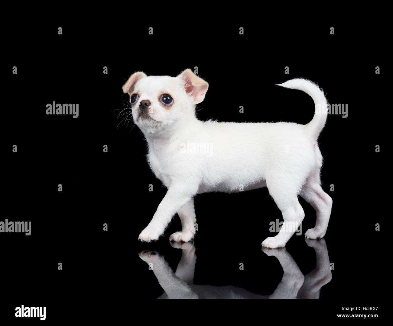 De Chihuahua chiot blanc marche sur fond noir reflétant Banque D'Images