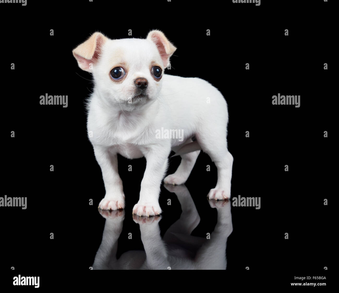 Chiot de Chihuahua se dresse sur fond noir reflétant Banque D'Images