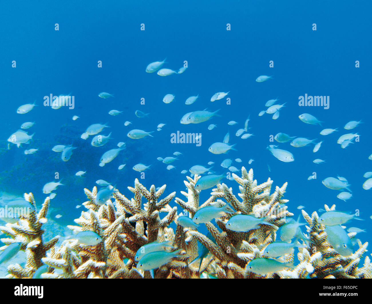 Poissons et coraux dans l'Océan Indien, les Maldives Banque D'Images