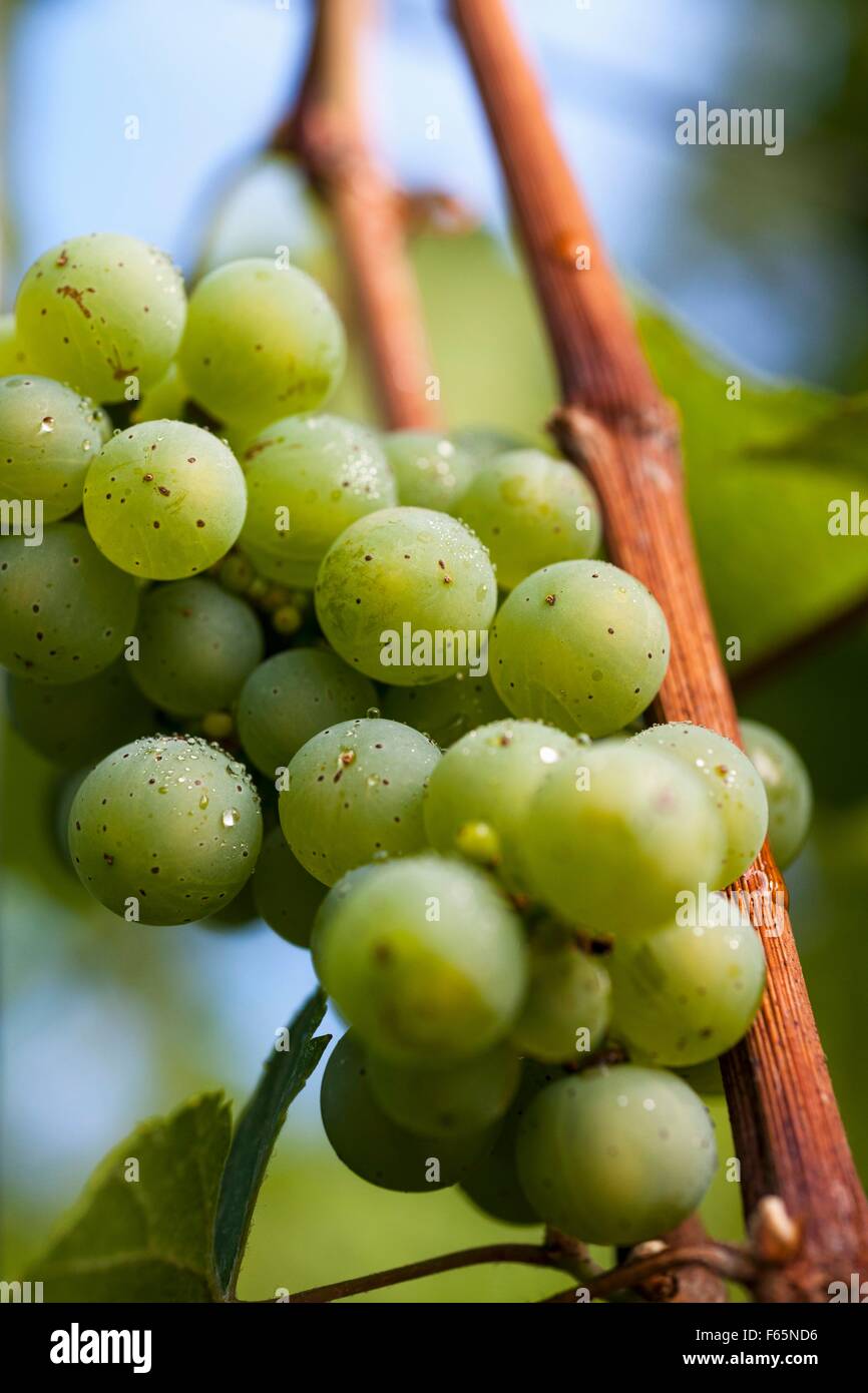 Les raisins pour le vin blanc de rosée au Karl Friedrich Aust vignoble dans la Saxe, Oberlössnitz Radebeuler Banque D'Images