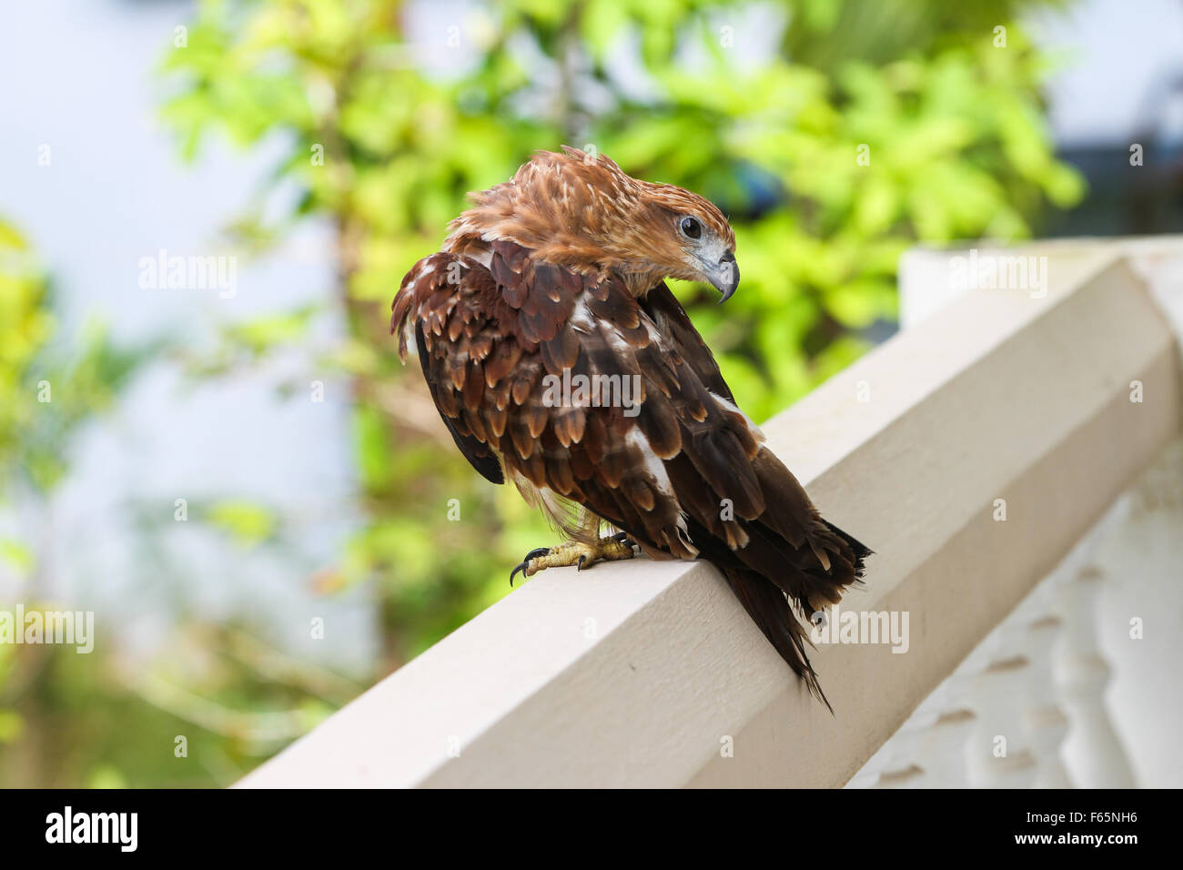 Brahminy Kite aussi connu comme le paria Kite ou cerf-volant noir Banque D'Images