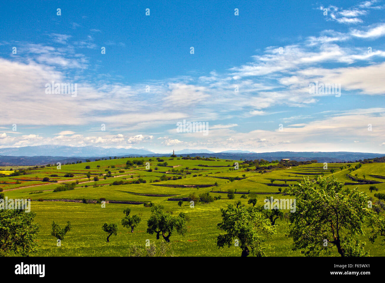 Collines moucheté de oliviers accompagné d'un ciel bleu parfait. Banque D'Images