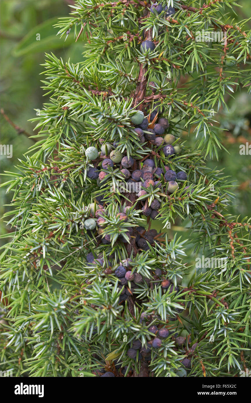 Le genévrier commun, de baies de genièvre baies, Gewöhnlicher Wacholder, Wacholderbeeren, Früchte, genévrier commun Juniperus communis, Banque D'Images