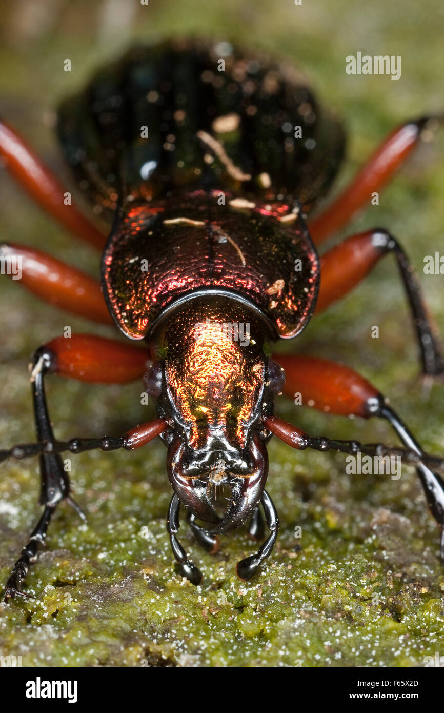 La masse d'or, Goldglänzender Laufkäfer beetle, Portrait, Carabus auronitens Banque D'Images