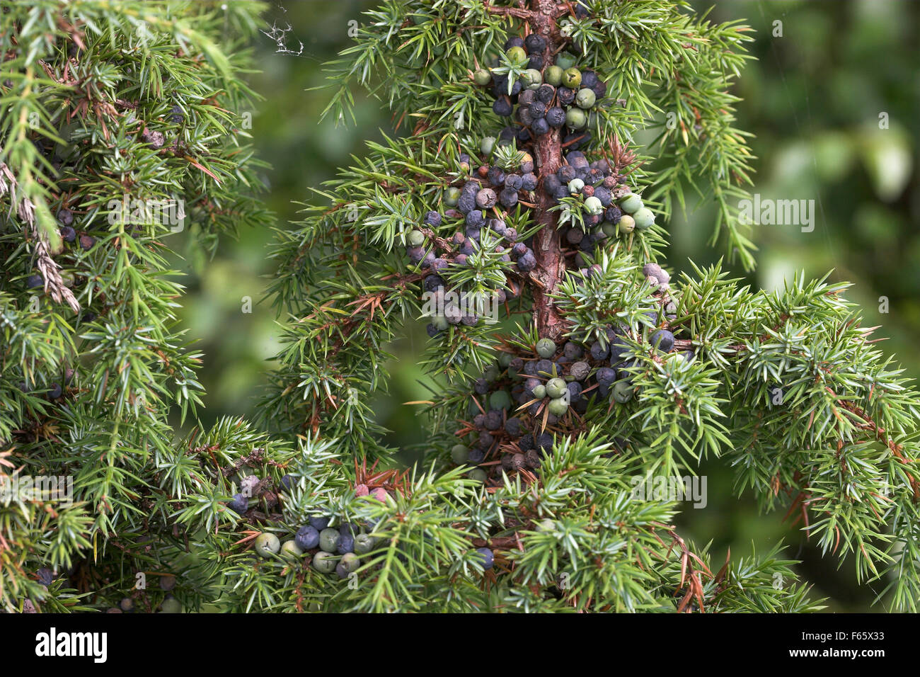 Le genévrier commun, de baies de genièvre baies, Gewöhnlicher Wacholder, Wacholderbeeren, Früchte, genévrier commun Juniperus communis, Banque D'Images