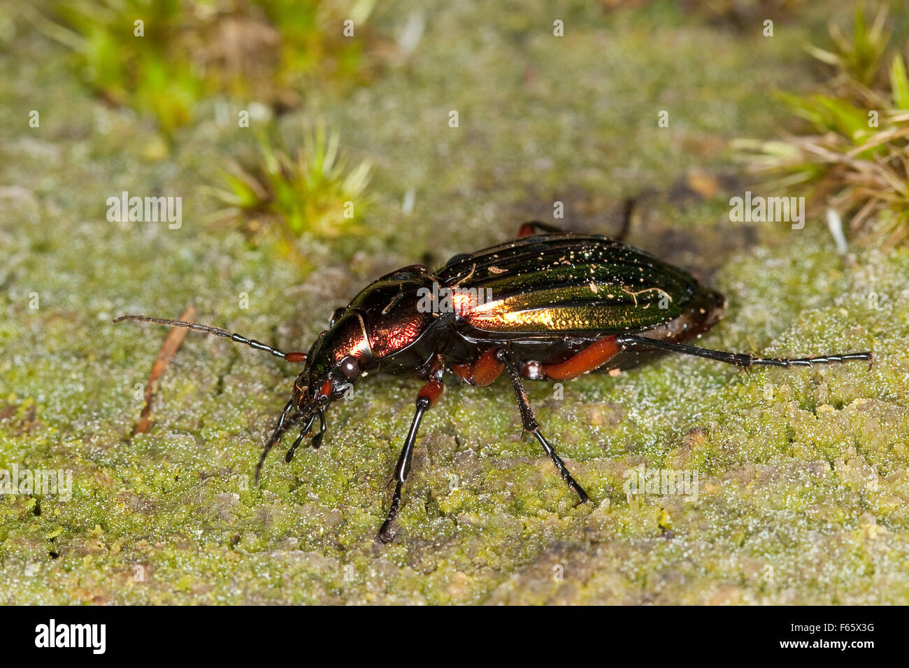 La masse d'or, Goldglänzender Laufkäfer, coléoptère Carabus auronitens Banque D'Images