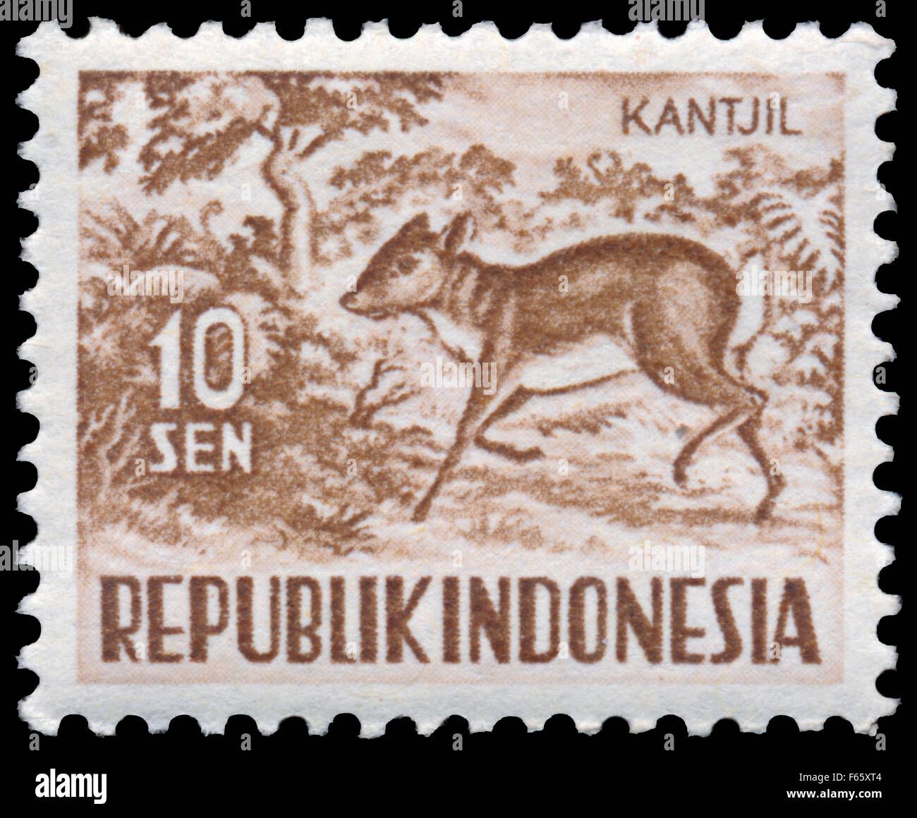 Indonésie - circa 1956 : timbres en Indonésie, spectacles Tragulus javanicus, série d'animaux, vers 1956 Banque D'Images