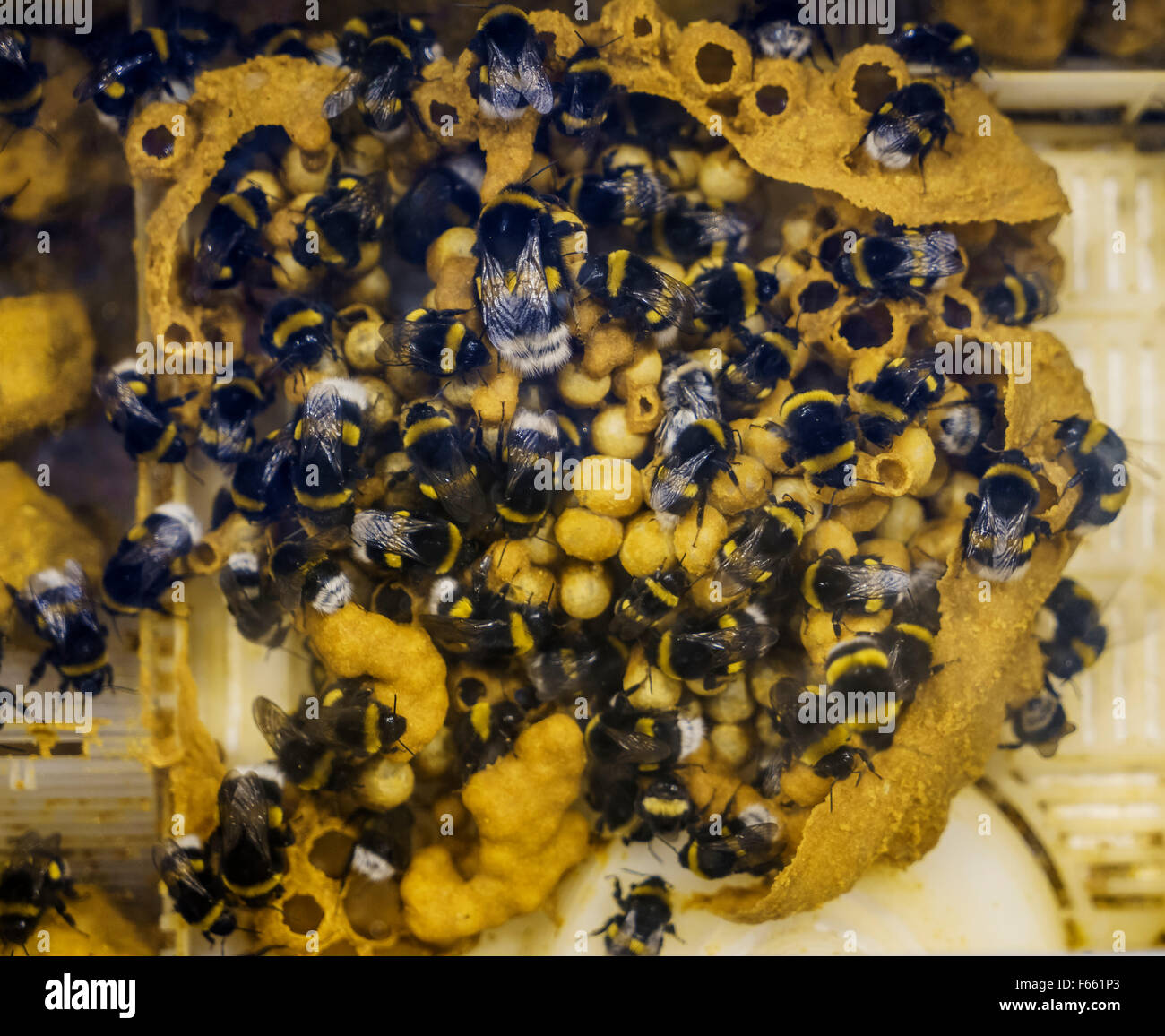 Les abeilles du miel dans les émissions, l'Islande Banque D'Images