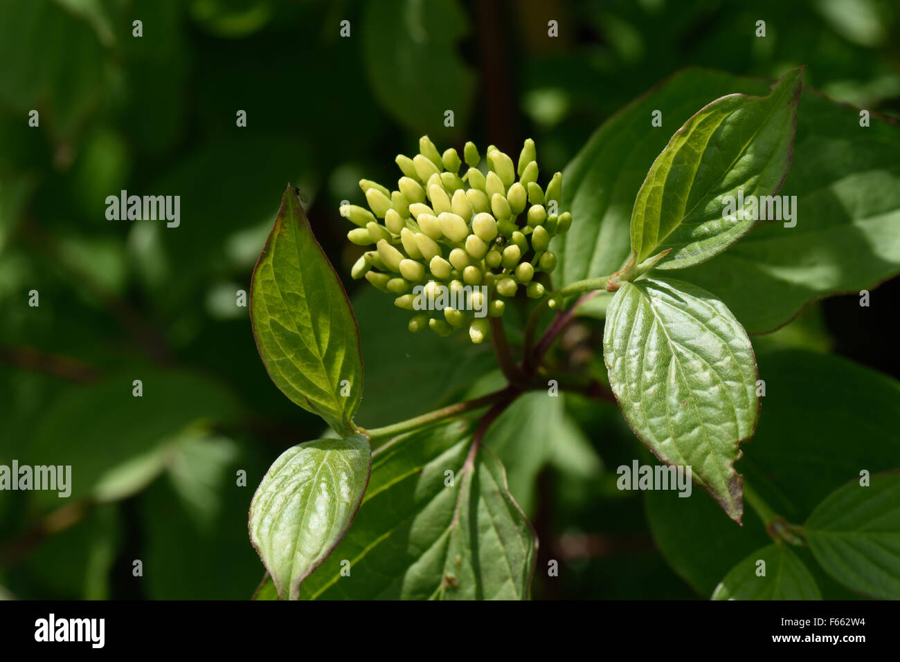Fleur et boutons de fleurs d'un arbre de fusée, Euonymus europaeus, Berkshire, juin Banque D'Images