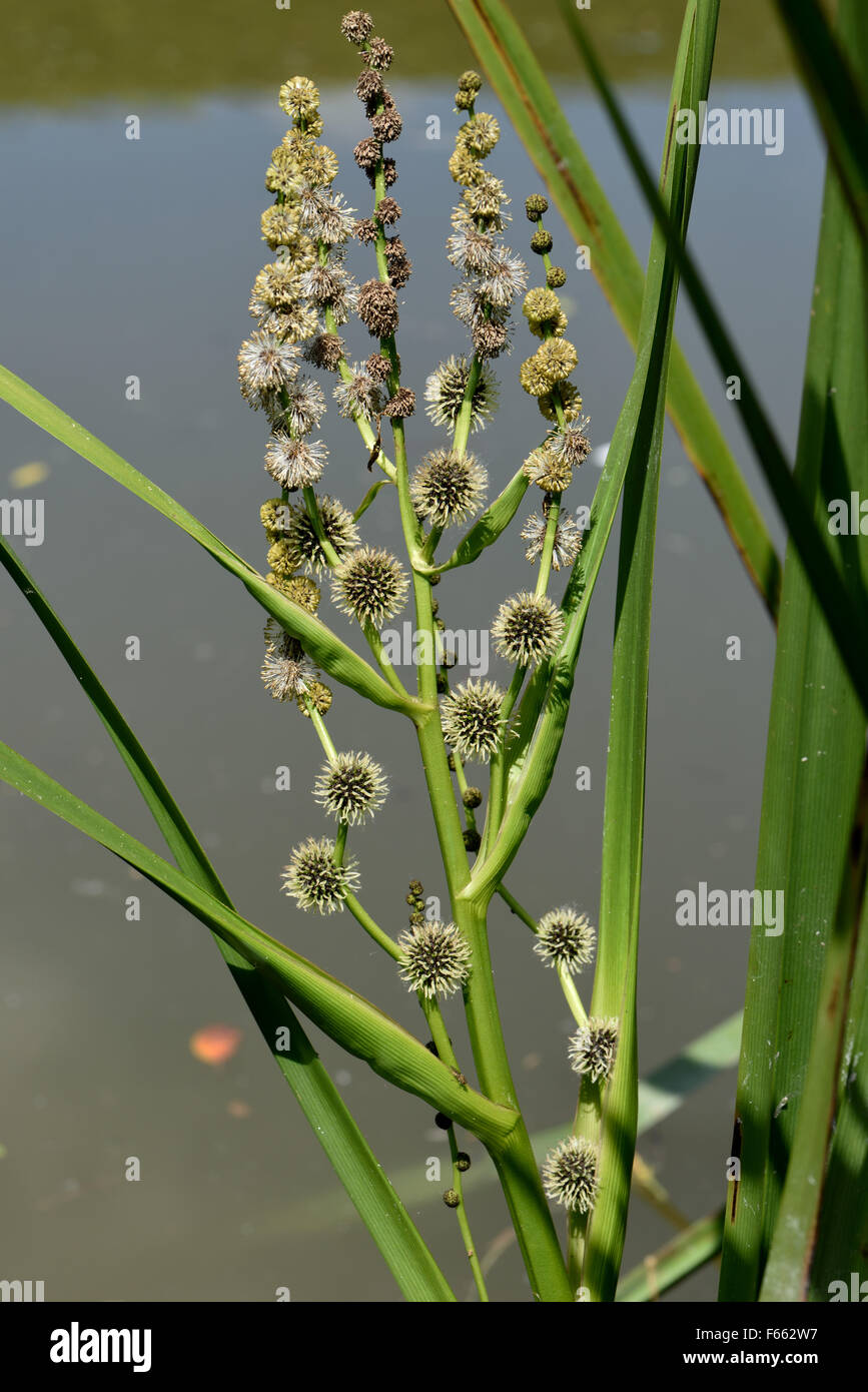 La bur-reed, Spaganium erectum, inflorescence sur un canal, Berkshire, juin Banque D'Images