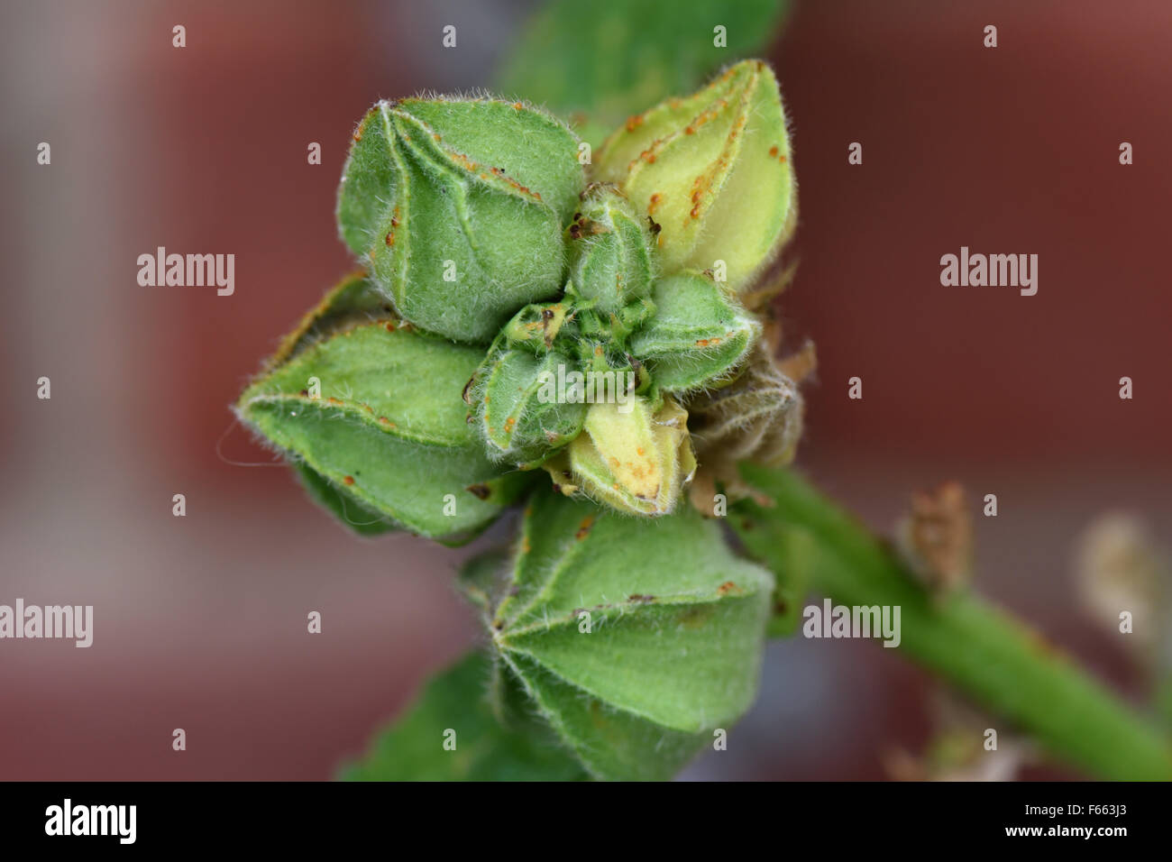 La mauve la rouille, Puccinia malvacearum, pustules sur les boutons de rose trémière, Alcea rosea, Berkshire, Août Banque D'Images