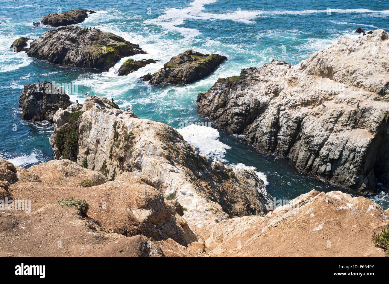 Bodega head falaises et affleurement rocheux le long de la côte pacifique de Californie Banque D'Images