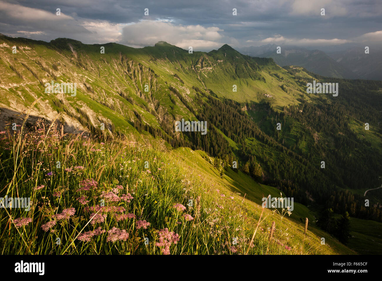 Les pâturages alpins en été, Karwendel, atmosphère orageuse, Tyrol, Autriche Banque D'Images