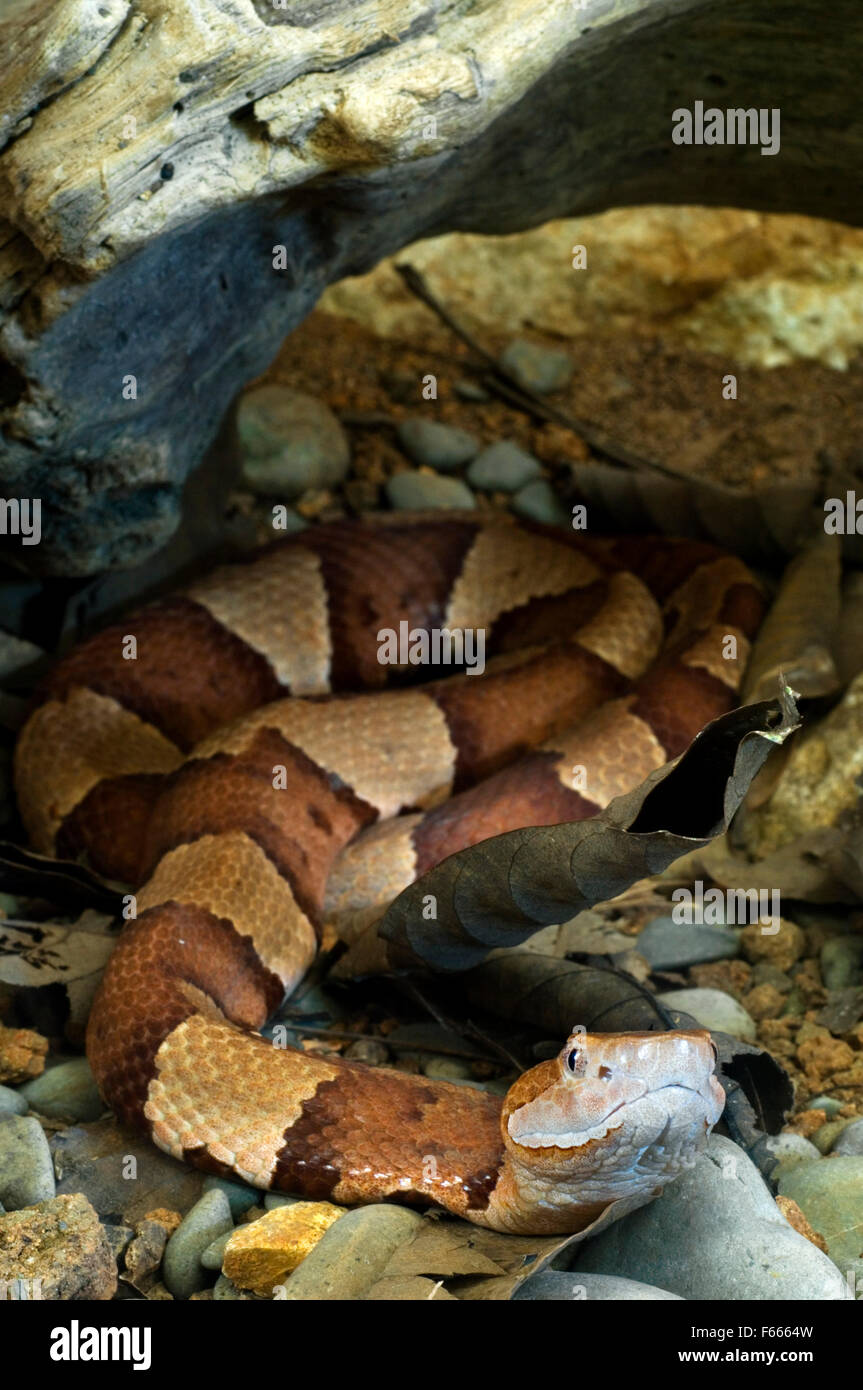 Large-banded copperhead copperhead / Texas (Agkistrodon contortrix laticinctus ) recroquevillé sous tronc de l'arbre Banque D'Images