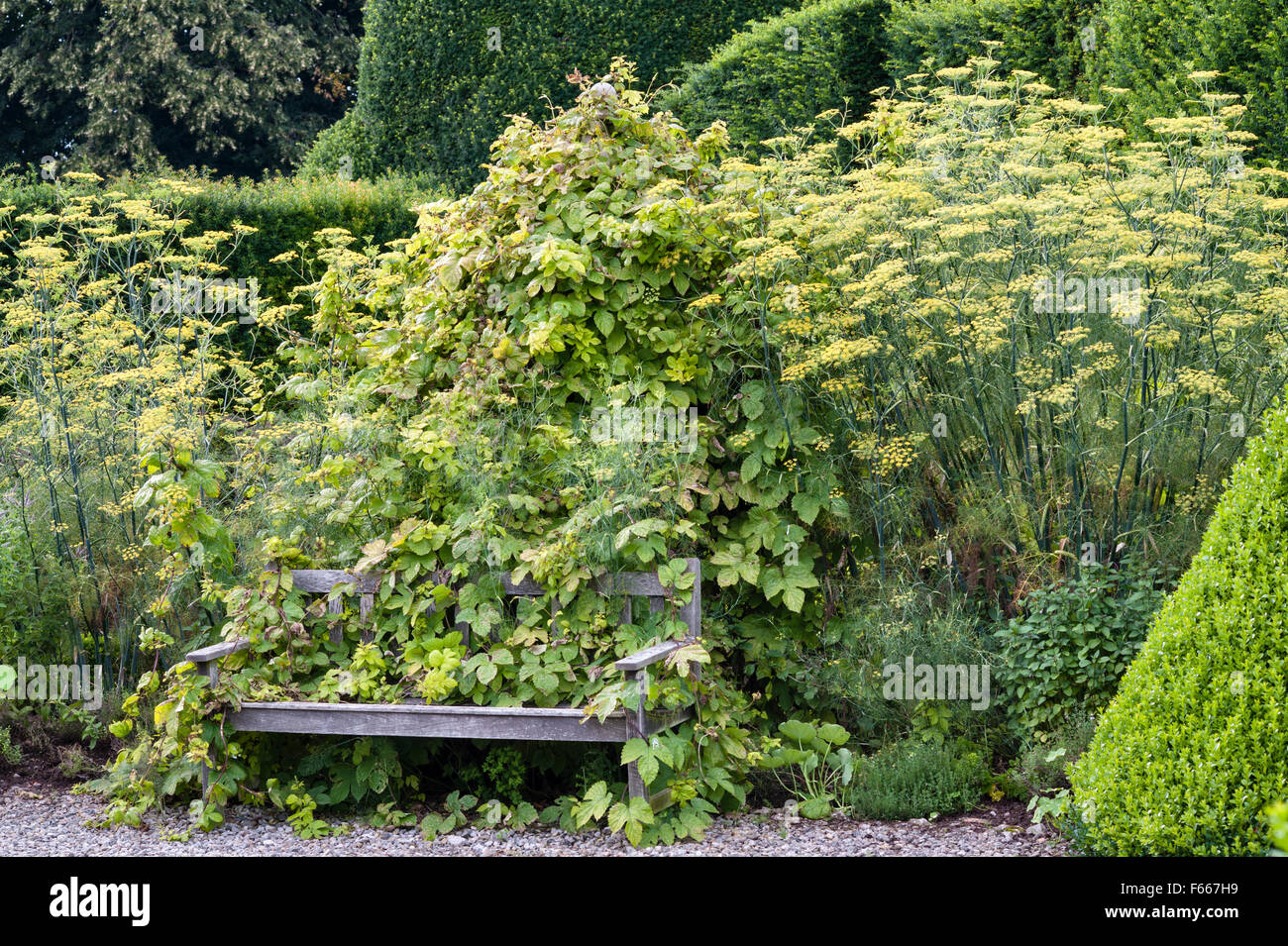 Levens Hall, Cumbria, Royaume-Uni. A la fin de 16c Manor House célèbre pour ses topiaires d'if d'excentrique. Envahi par un banc dans le jardin de cuisine Banque D'Images