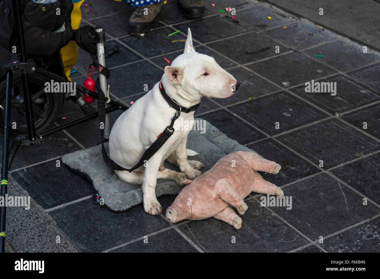 Bull Terrier Blanc jeune chien en laisse, à s'ennuyer, avec un cochon. Banque D'Images