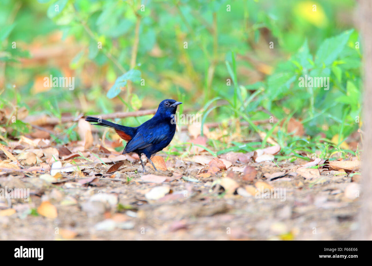 Robin Saxicoloides fulicatus (Indien) au Sri Lanka Banque D'Images