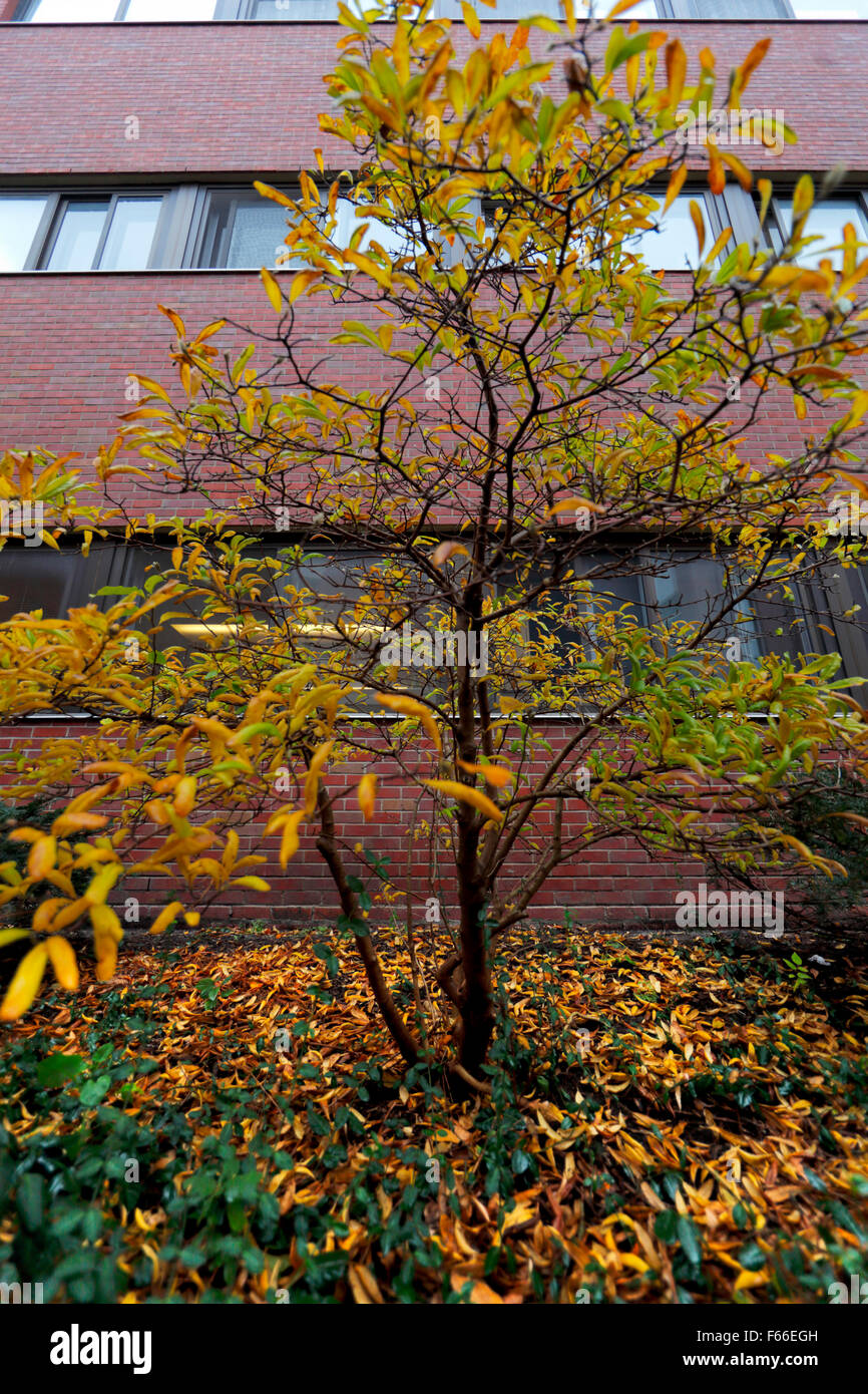 Arbre à feuilles jaune à côté du bâtiment de brique en automne. Banque D'Images