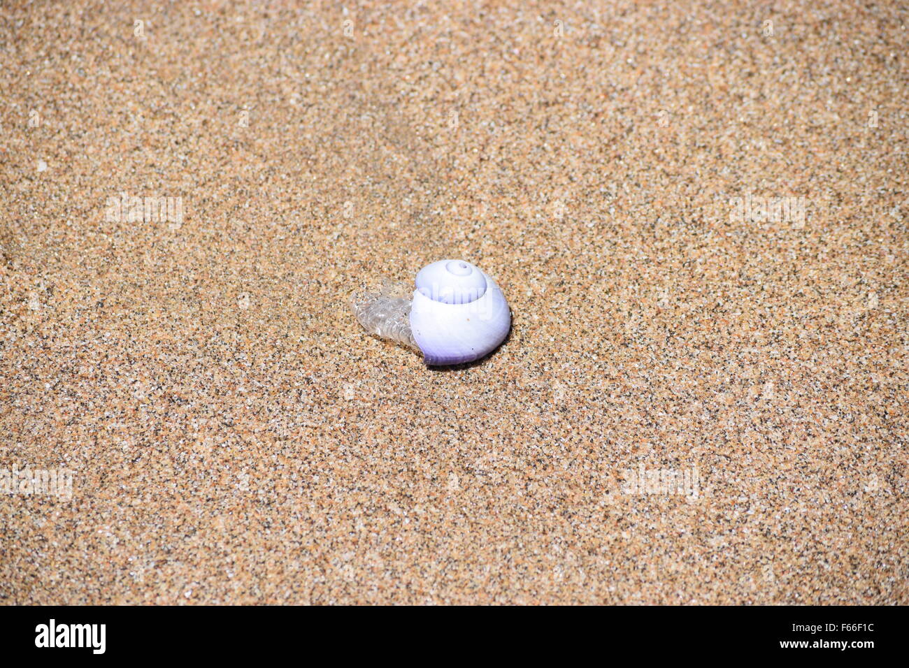 Escargot de mer créature type inconnu trouvé sur la plage sur la côte est de l'Australie Banque D'Images