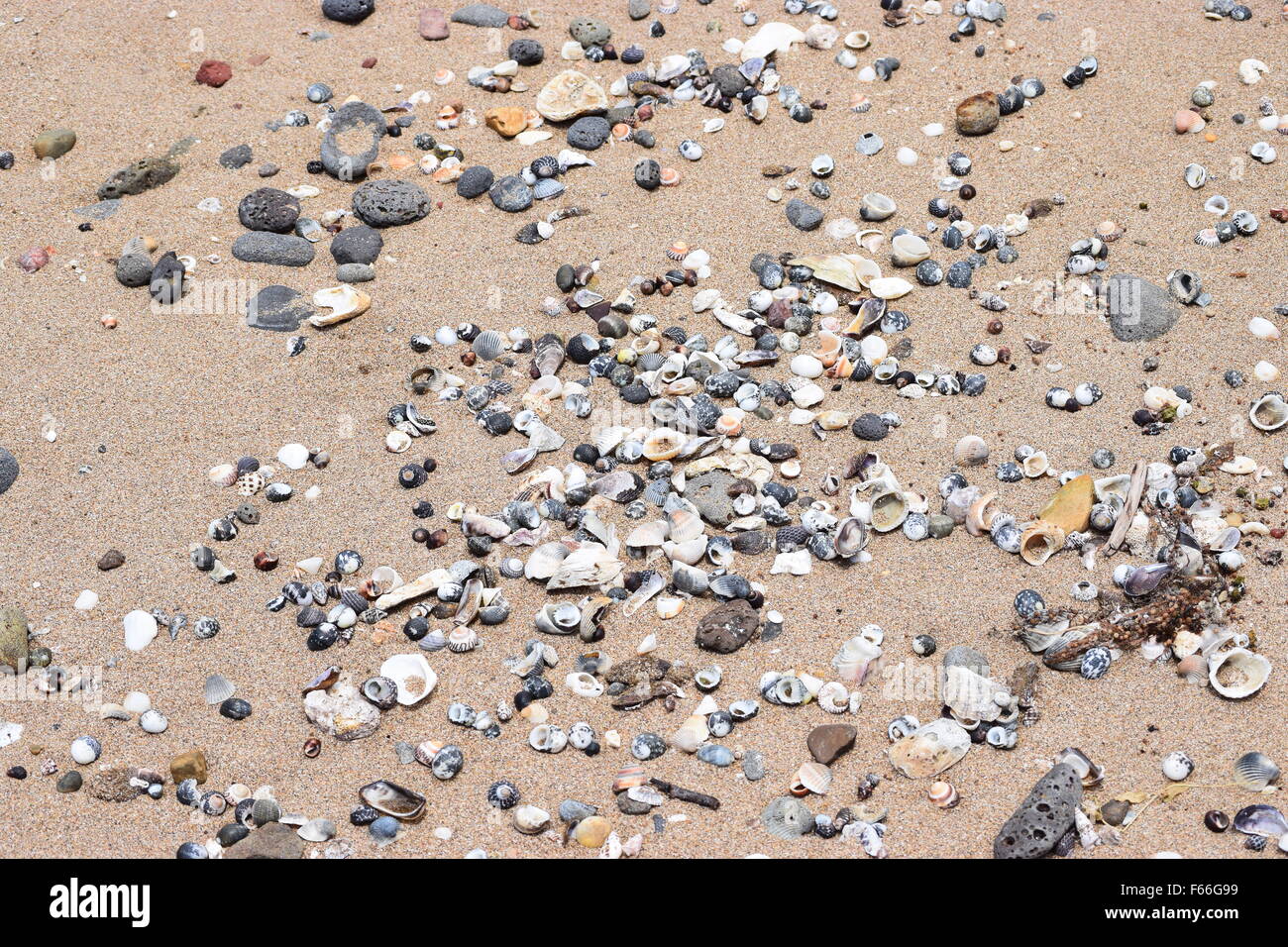 Cailloux et coquillages sur la plage, Bundaberg, Queensland, Australie Banque D'Images