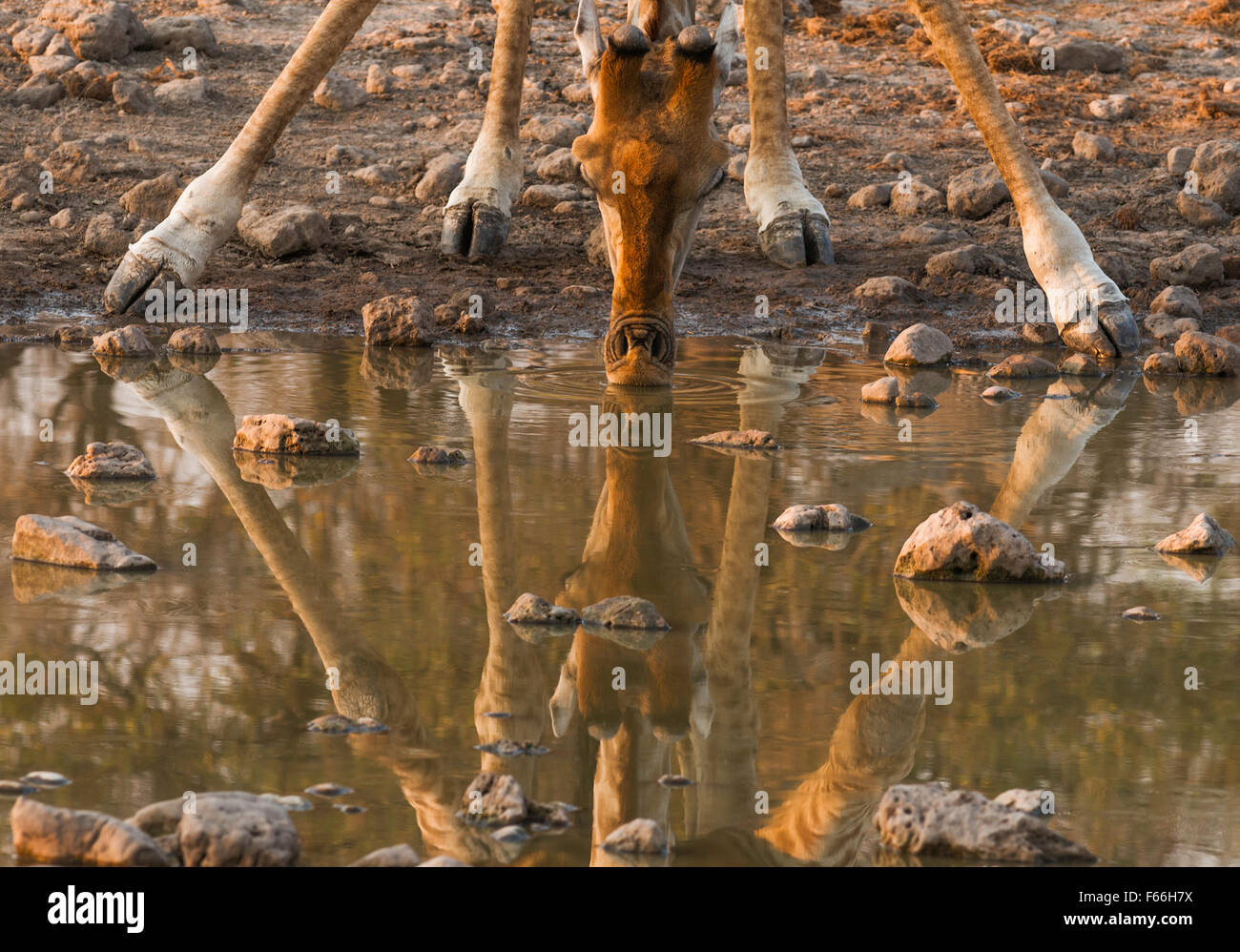 Girafe et son reflet tête et les pieds seulement Banque D'Images