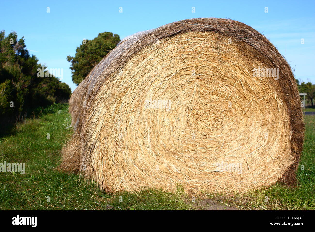 Une grande balle de foin sur l'herbe Banque D'Images