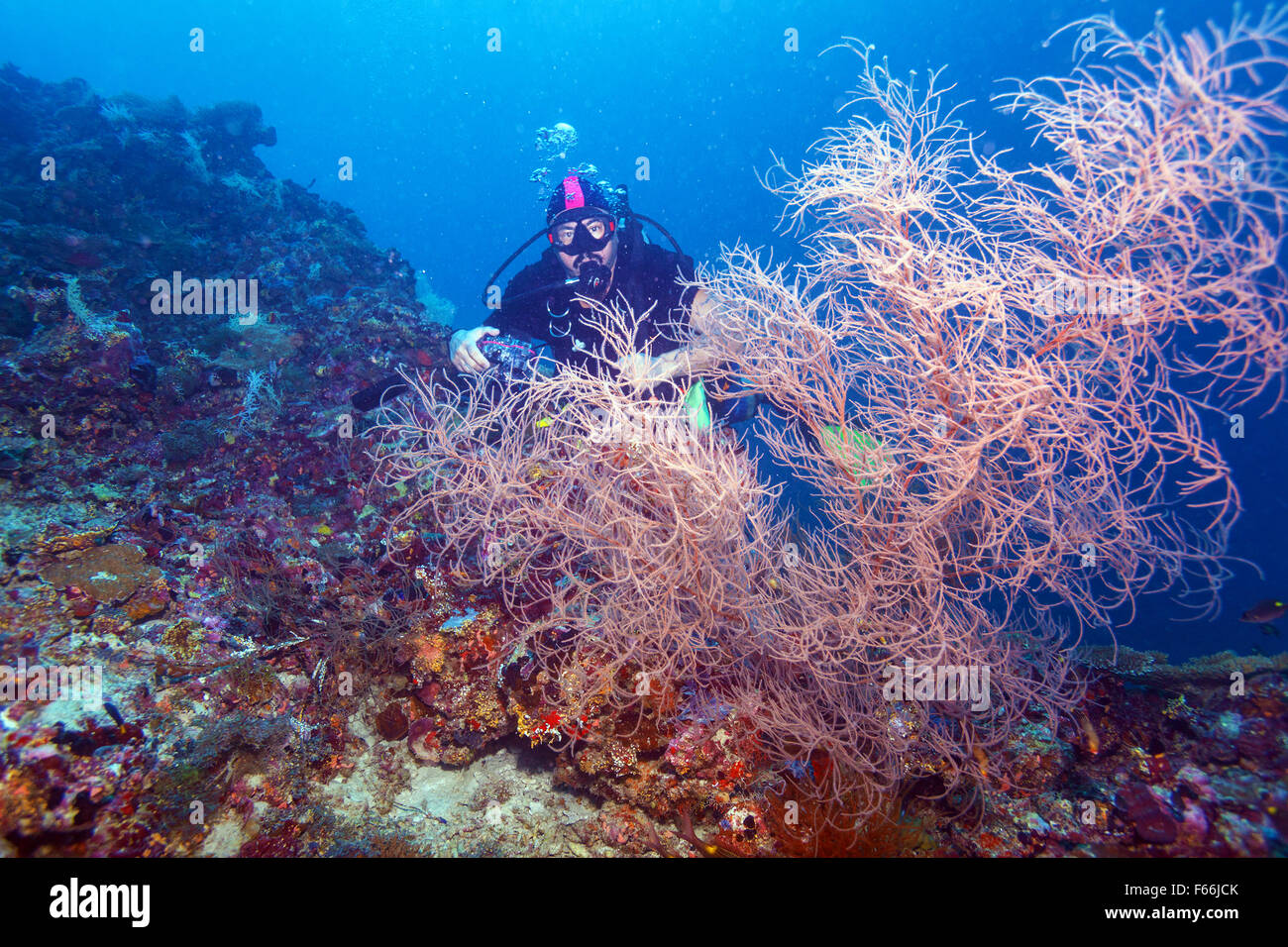 Scuba Diver en bas de Coral Reef Banque D'Images