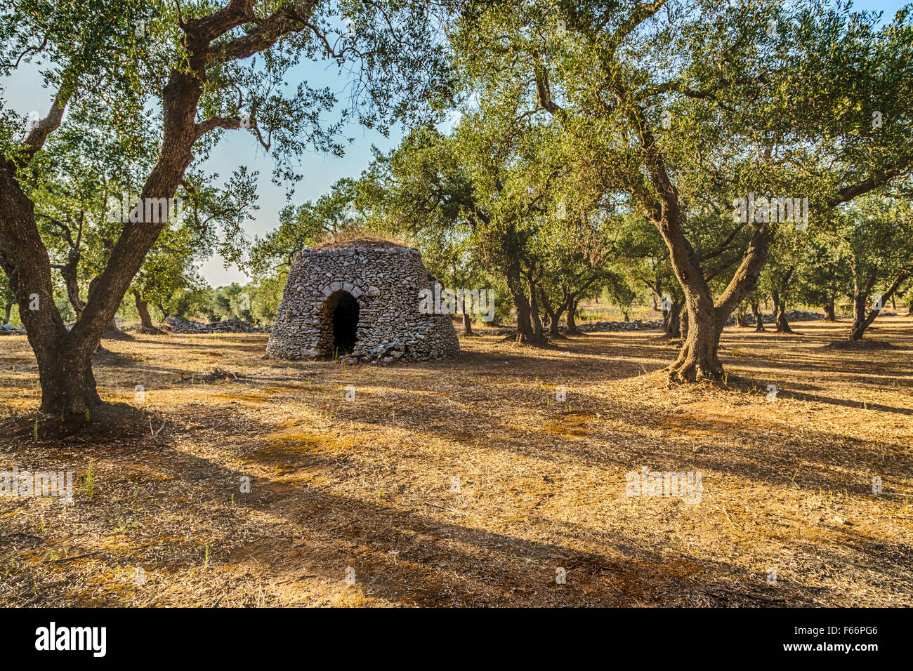 Cabane en pierre sèche avec Dome en bosquet d'oliviers dans le Salento dans les Pouilles en Italie Banque D'Images