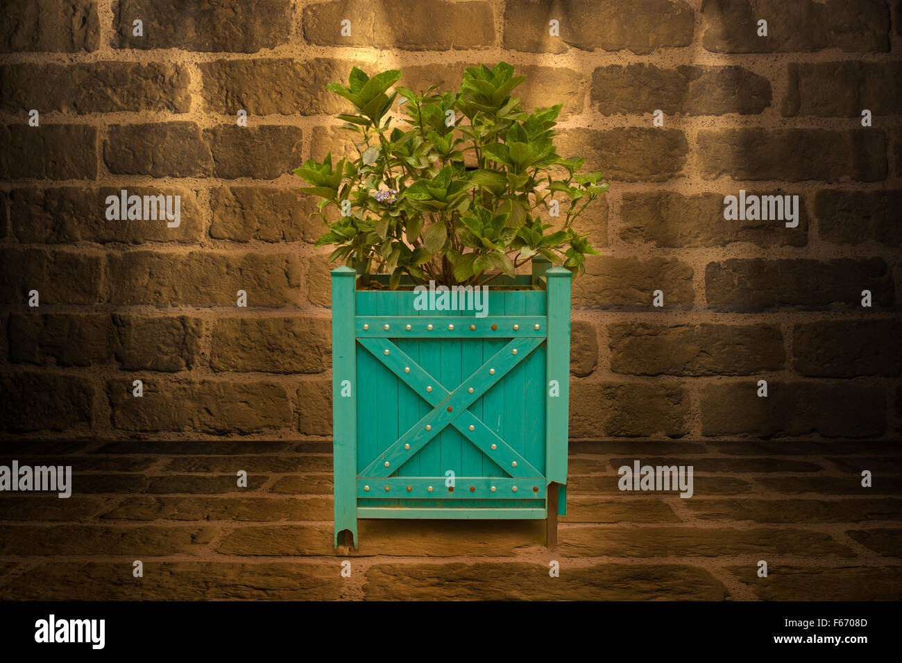 Des plantes en plein air isolé sur un fond de mur Banque D'Images