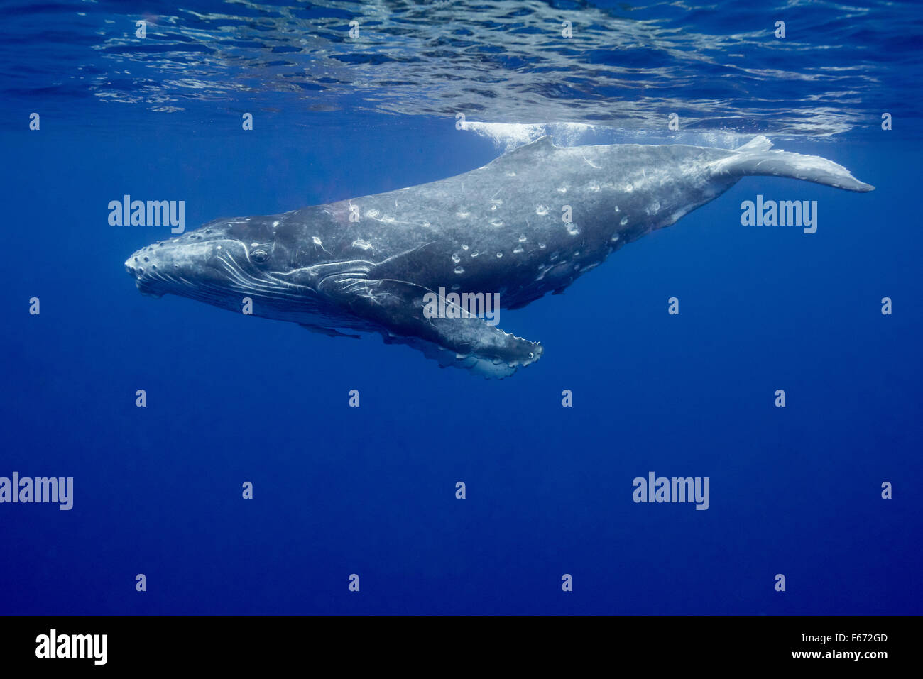 Humpback Whale calf, Vava'u, Tonga Banque D'Images