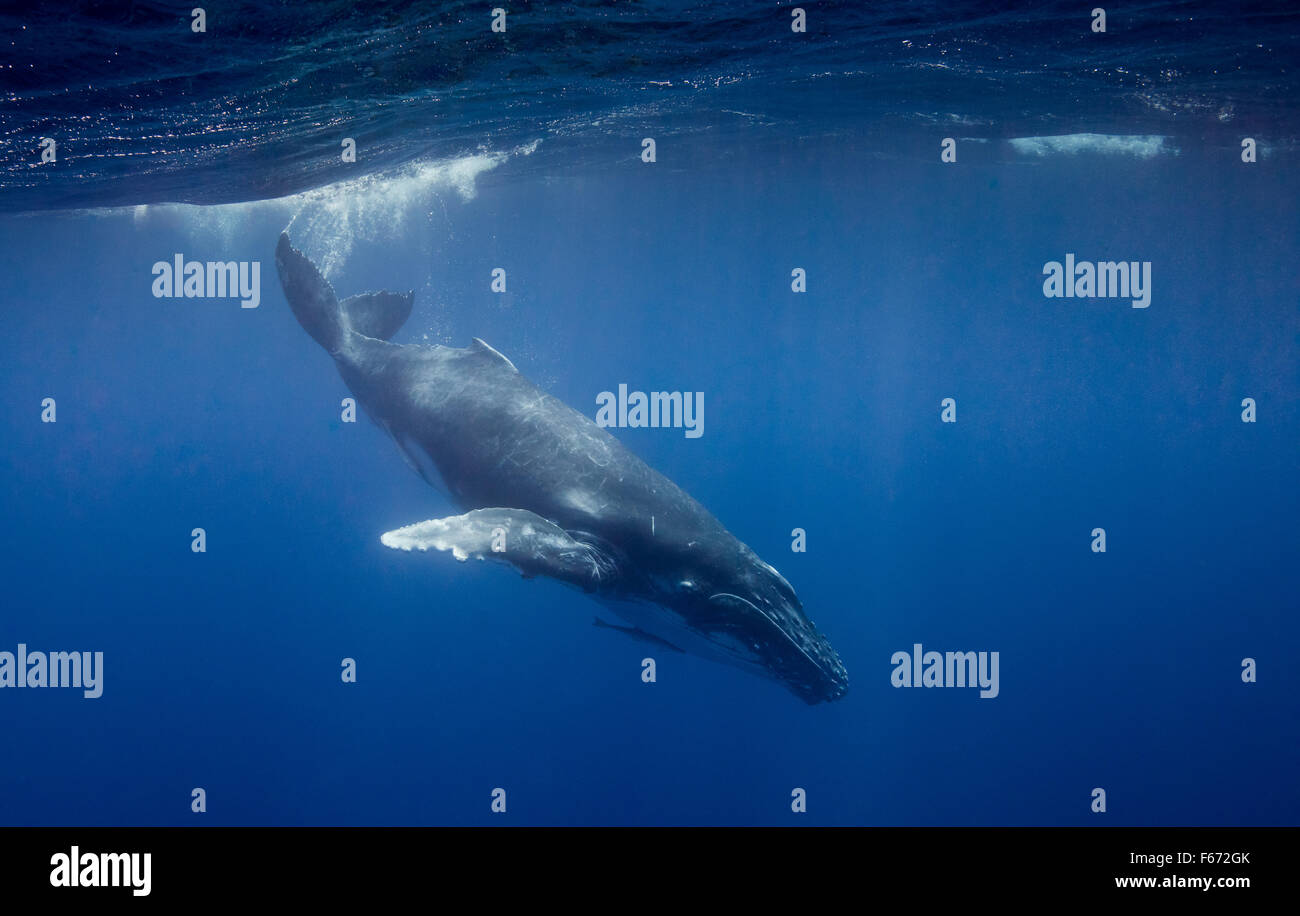 Humpback Whale calf, Vava'u, Tonga Banque D'Images