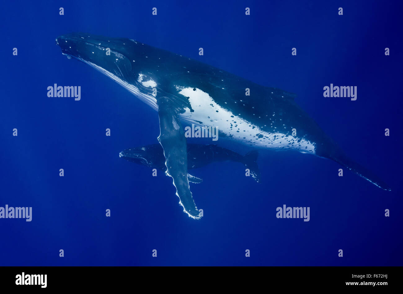 Baleine à bosse mère et son petit, Vava'u, Tonga Banque D'Images