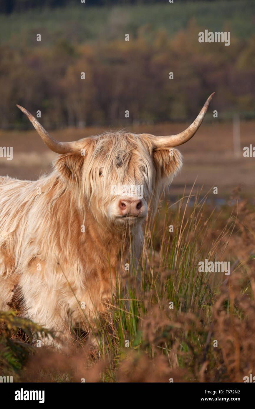 Île de Mull, en Ecosse. Vue d'automne d'un pittoresque highland vache paissant dans le Ardnadrochit domaine de l'île de Mull. Banque D'Images