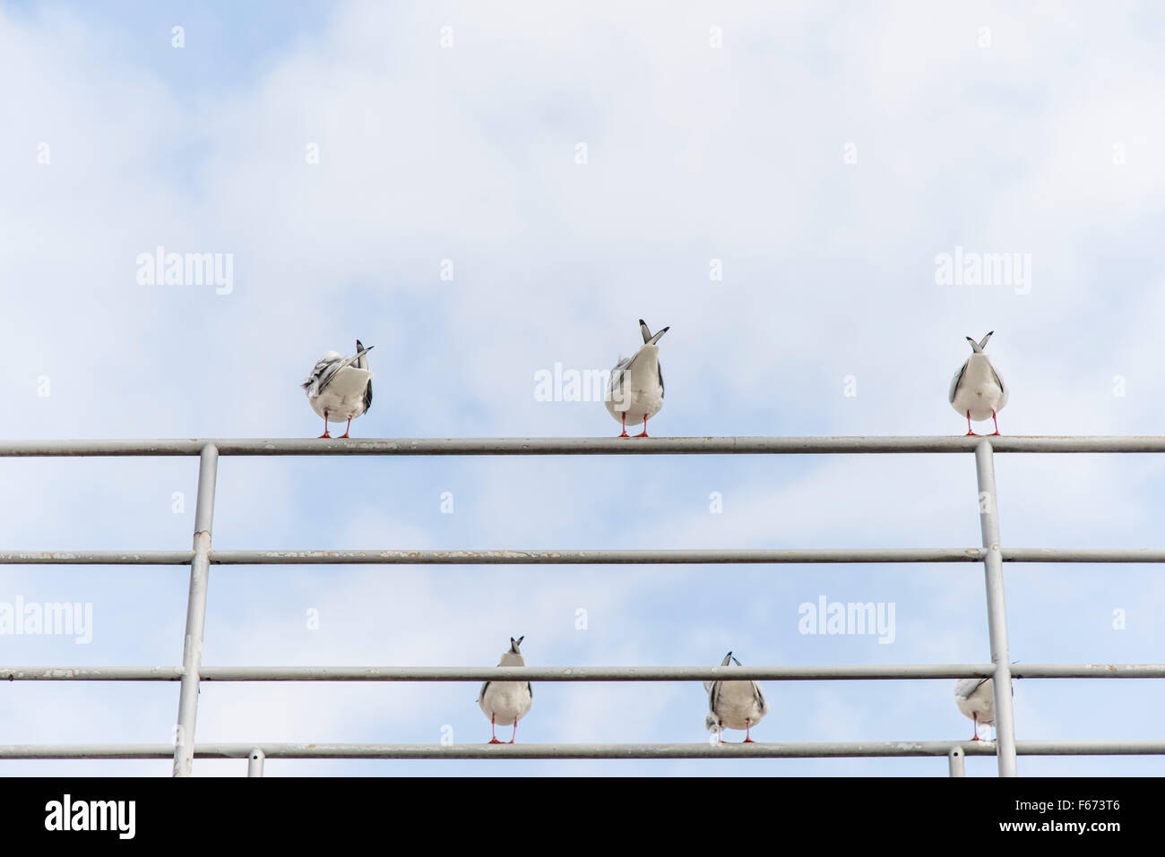 Les oiseaux en Chuo-Ohashi,pont de la rivière Sumida, Tokyo, Japon Banque D'Images