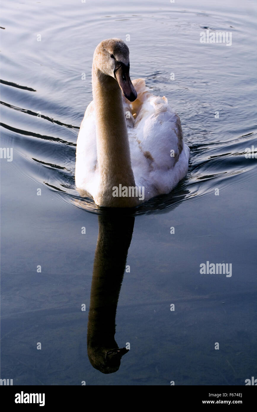 L'avant du Petit cygne blanc oeil noir dans la rivière ticino italie Banque D'Images