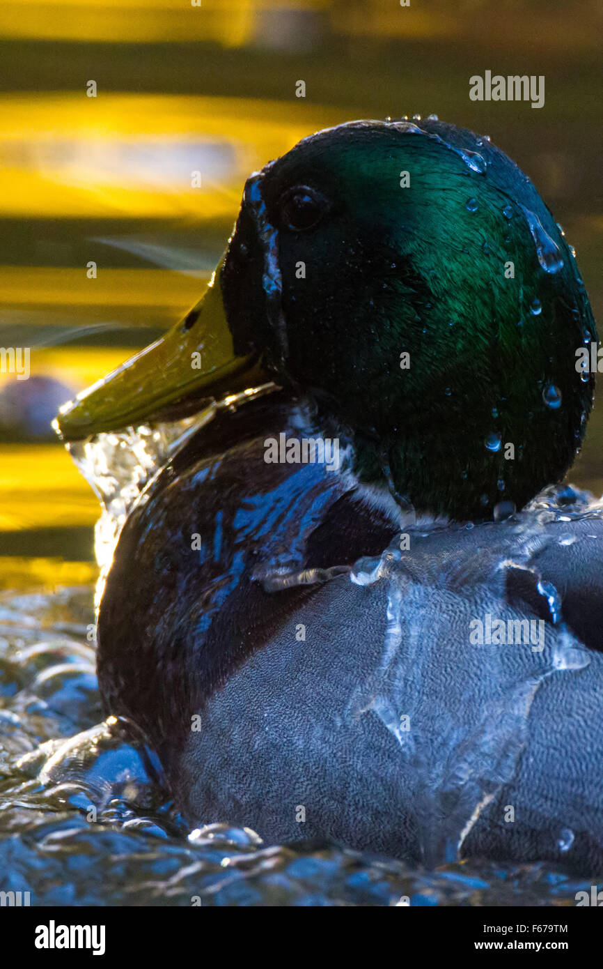 Surfaçage mallard Banque D'Images